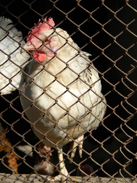 这种胜利可 这种胜利可